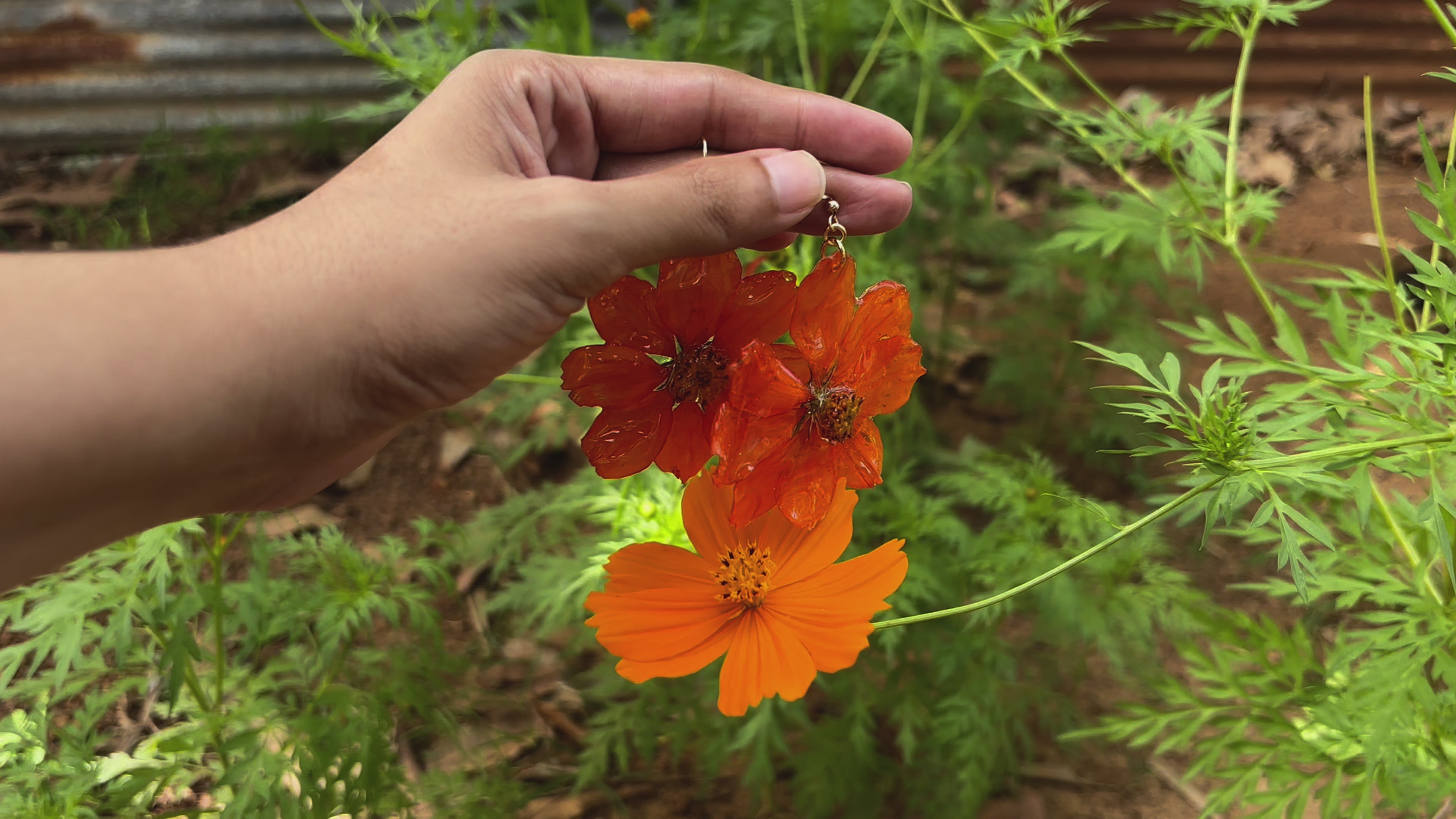 Pantallas de la flor Cosmos en resina